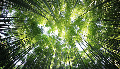 Cimes d&#39;arbres pour impact écologique des produits de Fresh&amp;Clean66