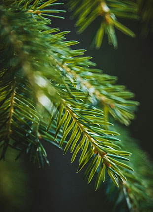 Arbre pour impact écologique des produits de Fresh&amp;Clean66