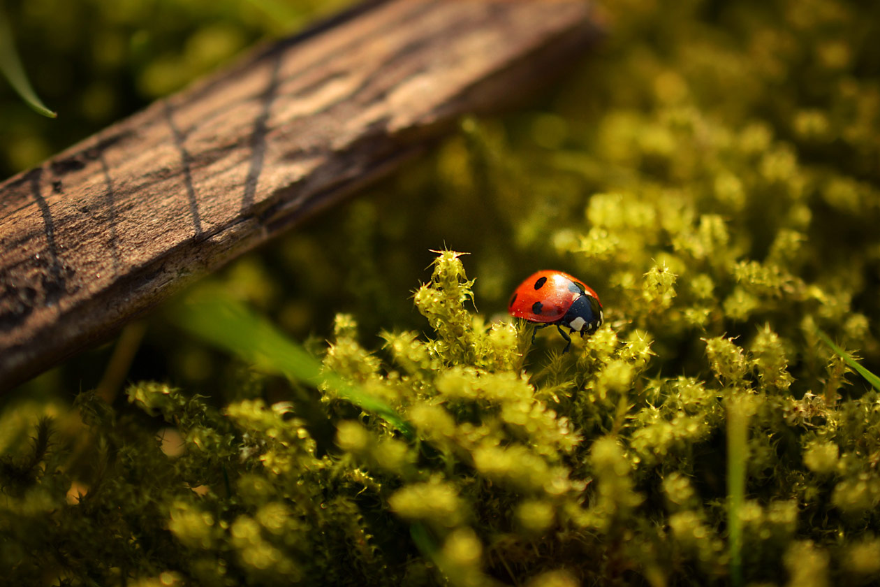 Coccinelle sur une fleur pour impact écologique des produits de Fresh&amp;Clean66